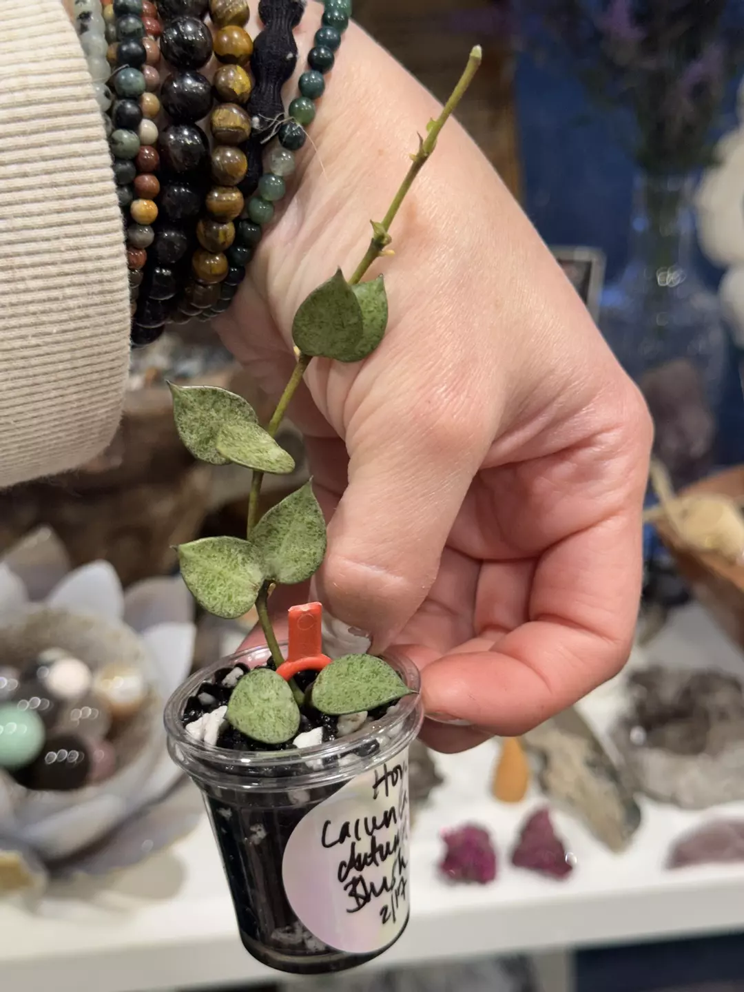 106 Hoya Lacunosa Autumn Blush lightly rooted in Fluval perlite thumbnail