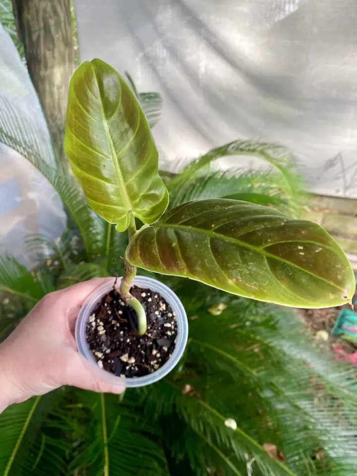 Philodendron Subhastatum thumbnail