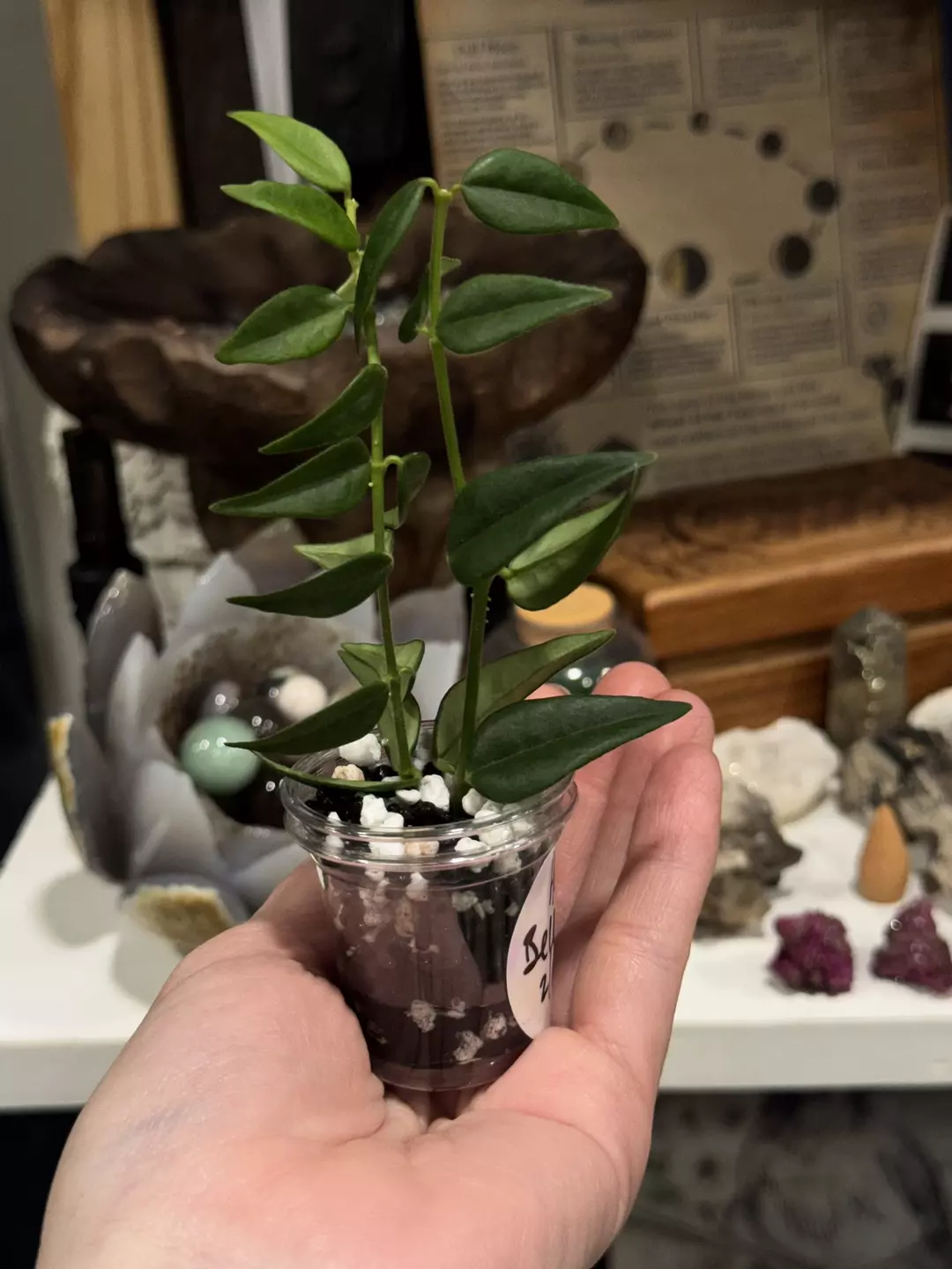 104 Hoya Bella lightly rooted x2 in Fluval perlite thumbnail