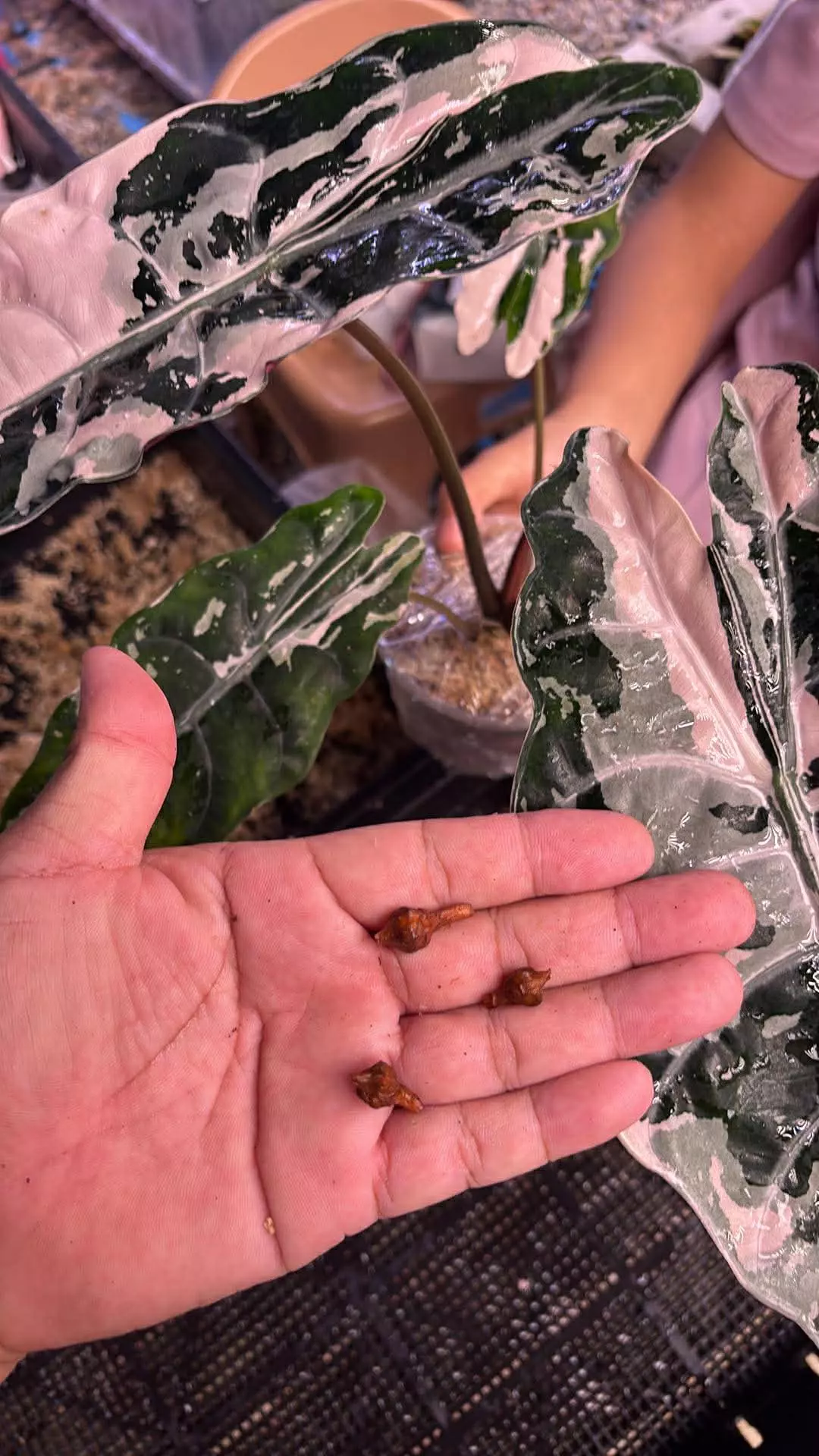 1 CORM - Alocasia Pink Chantrieri Variegated thumbnail