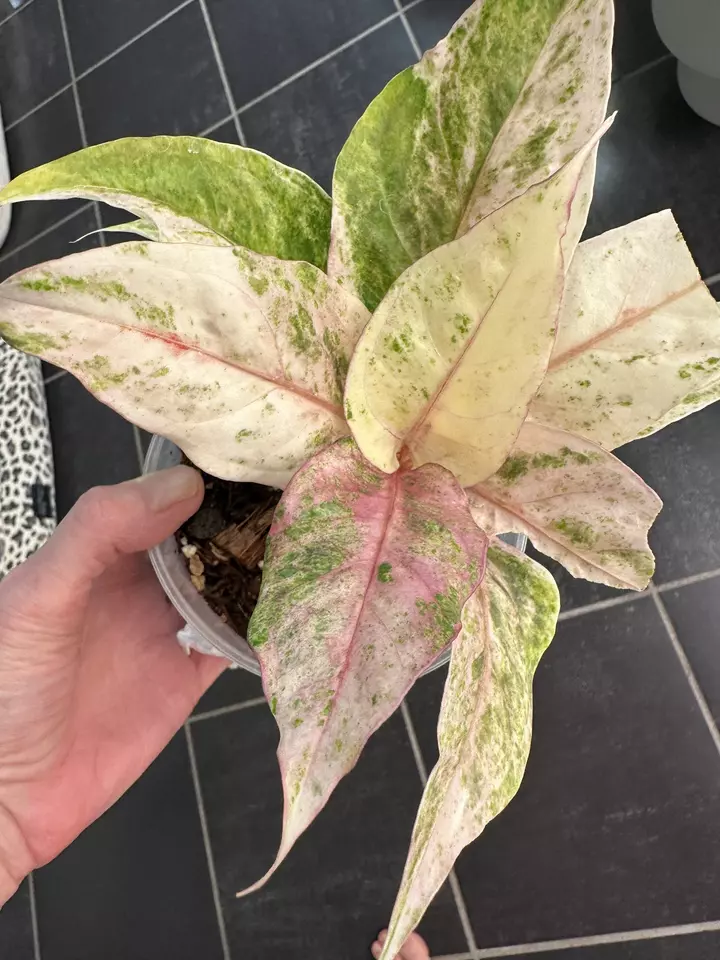 0754 Anthurium Renaissance Variegated thumbnail
