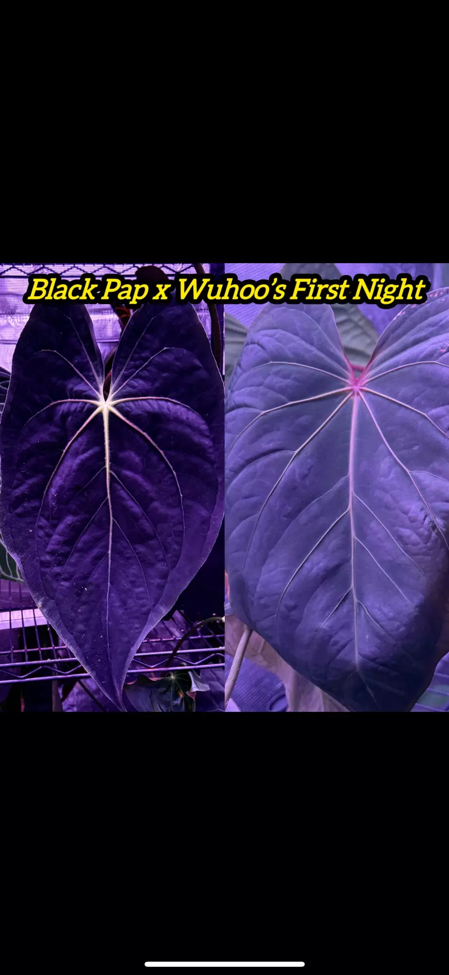 GC black pap x Wuhoo’s first night thumbnail