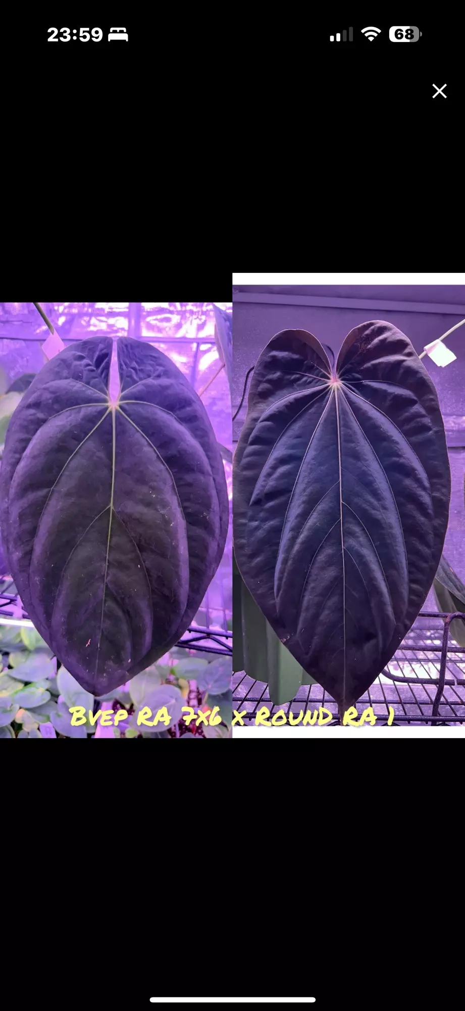 GC Bvep 7x6 x round RA 1 2 germ seeds thumbnail