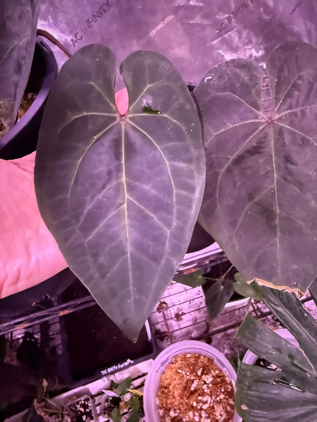 AOS dark form clone direct from Bills mother plant thumbnail