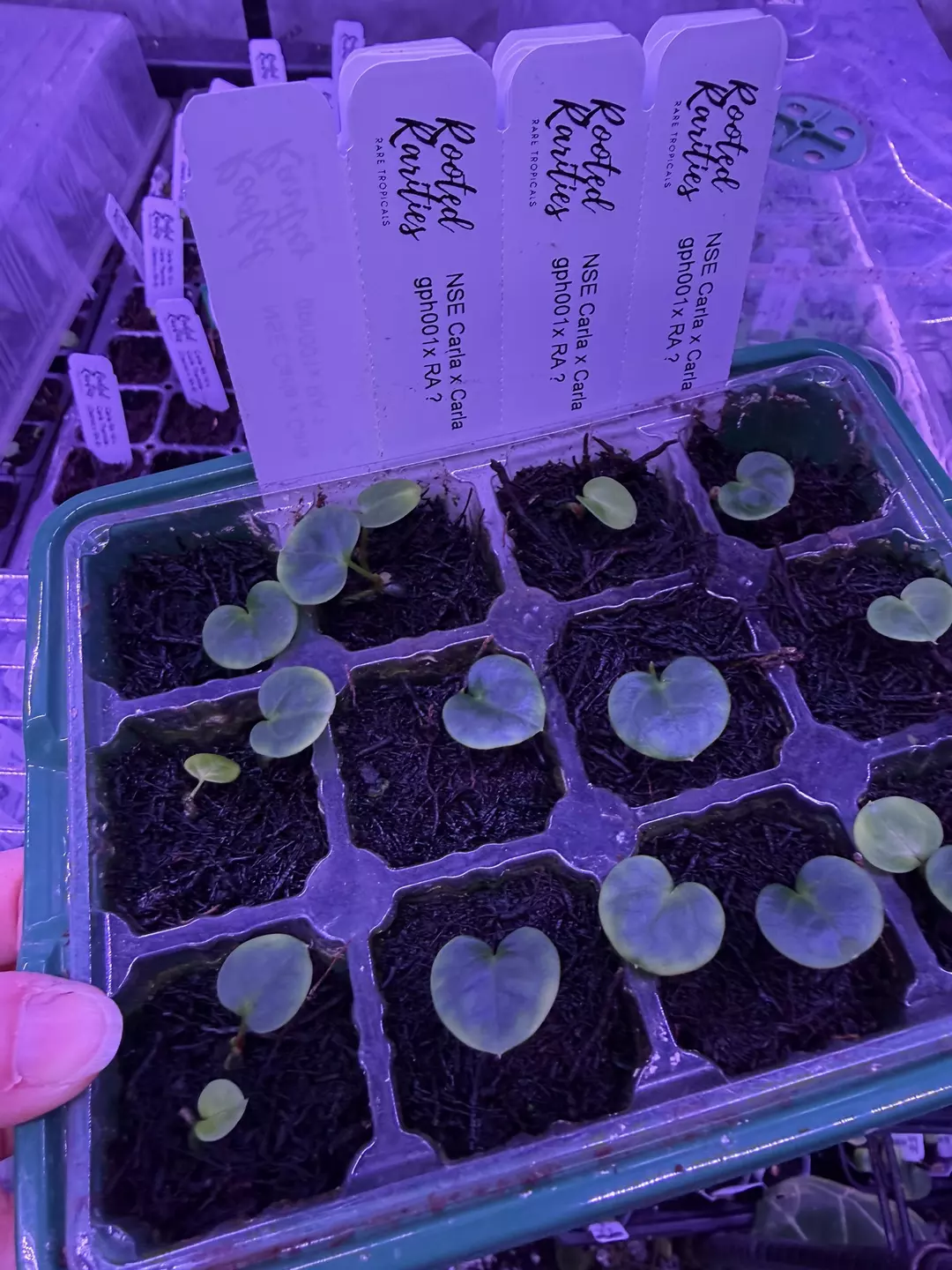 GC Nse Carla x gph 001 x ra ? thumbnail