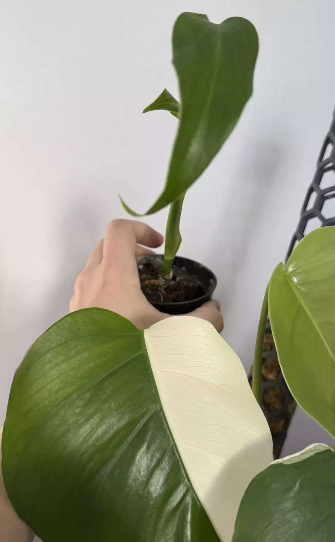 Revert? AUREA BMF thumbnail