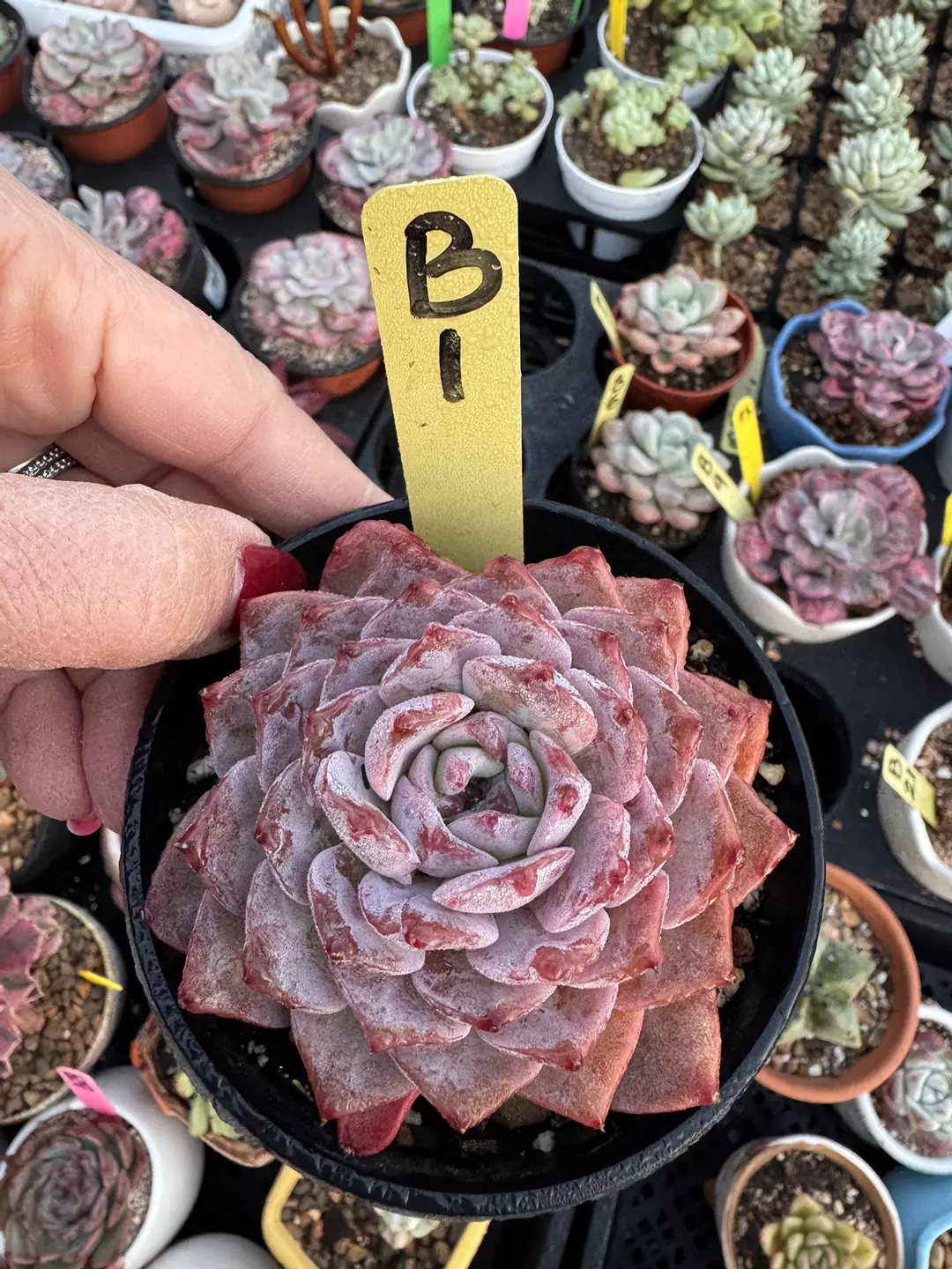 Imported Echeveria thumbnail