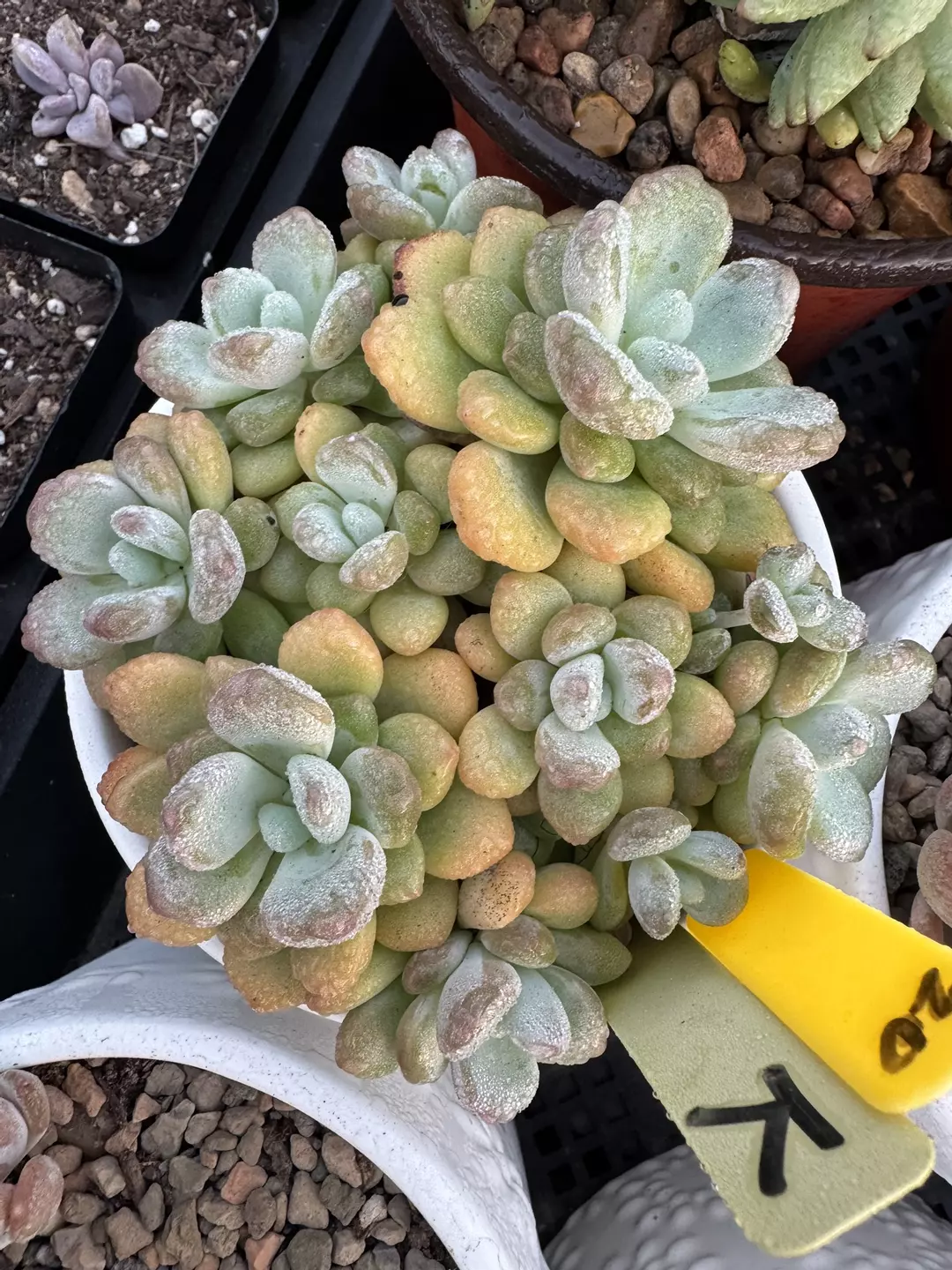 Imported Echeveria  thumbnail