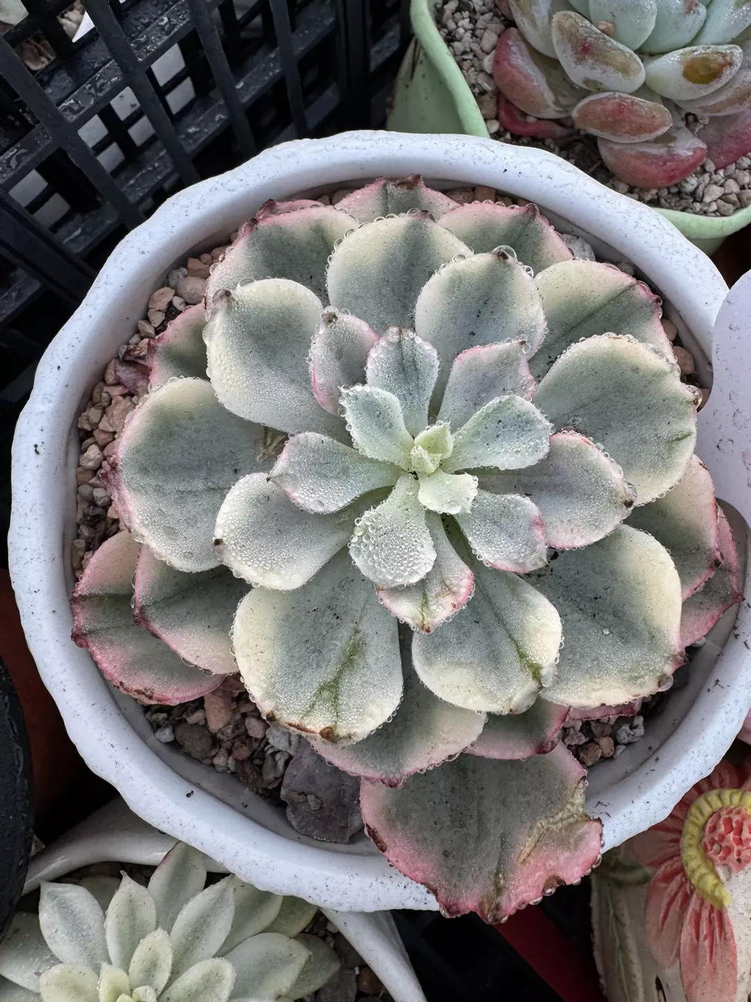 Imported Echeveria  thumbnail