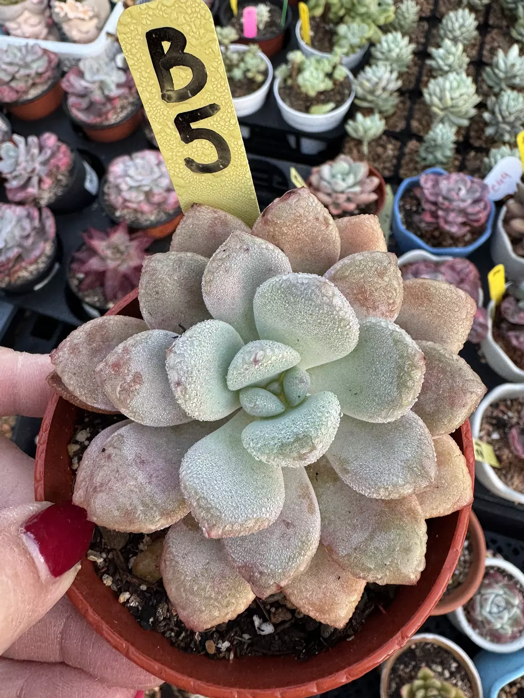 Imported Echeveria thumbnail