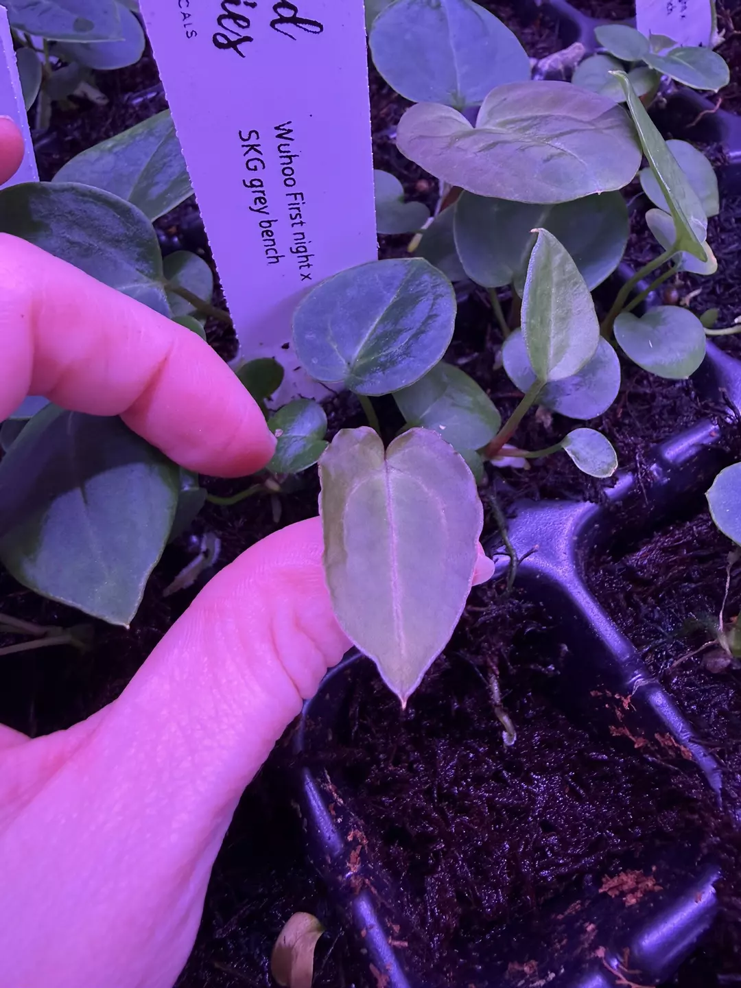 Bulk (5) Wuhoo first night x Skg grey bench thumbnail