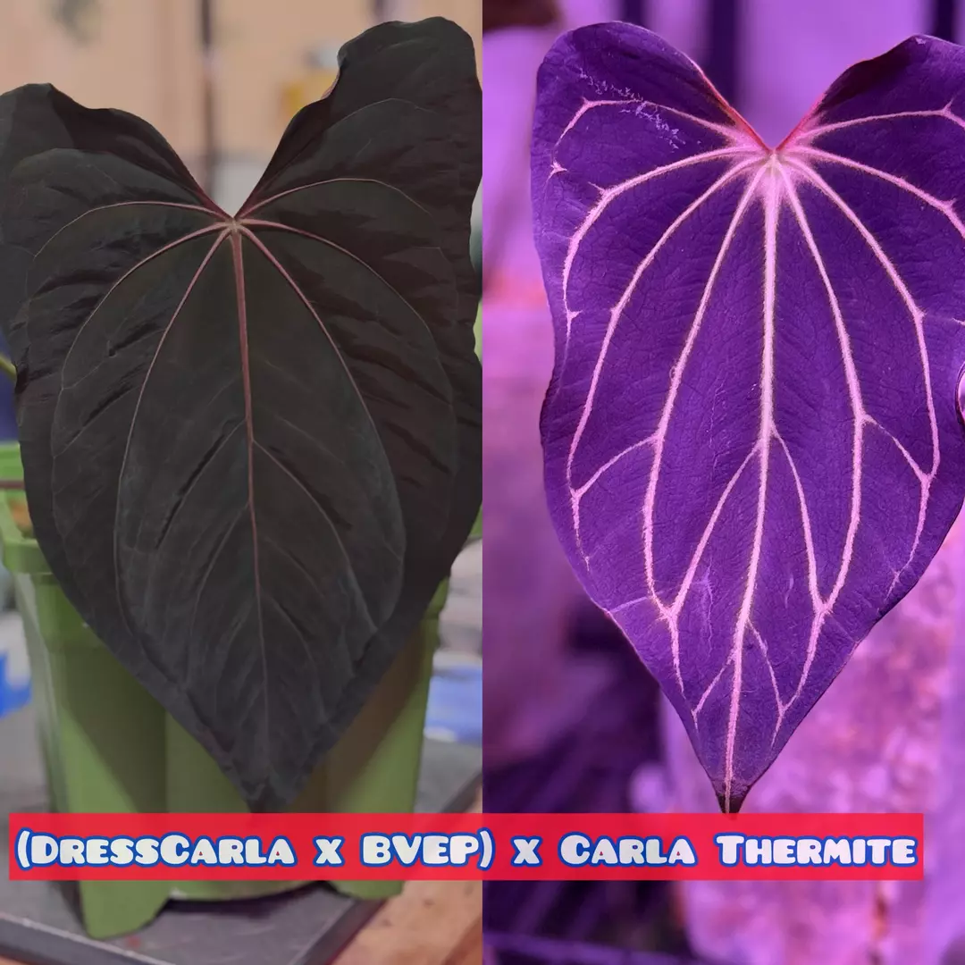 Dress Carla Bvep x Carla thermite 2 seeds thumbnail