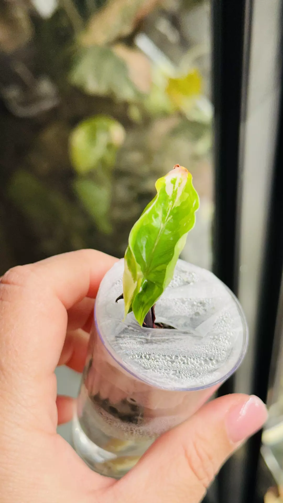 Alocasia Black Stem Albo w/pink hues 😍 thumbnail