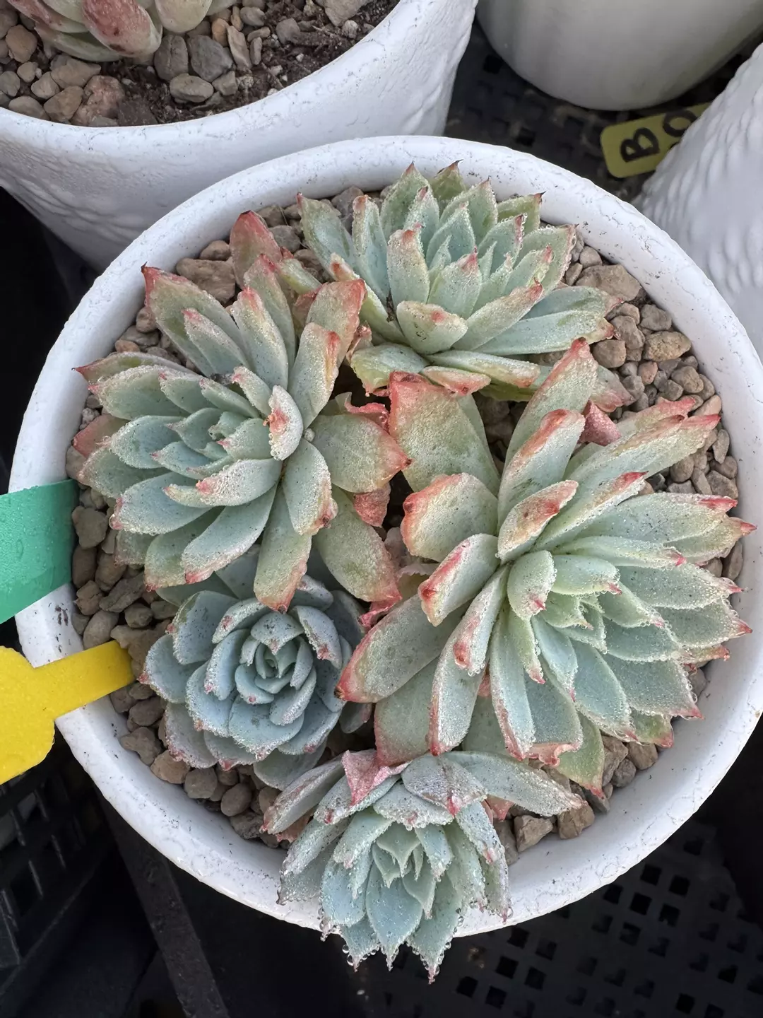 Imported Echeveria Cluster thumbnail