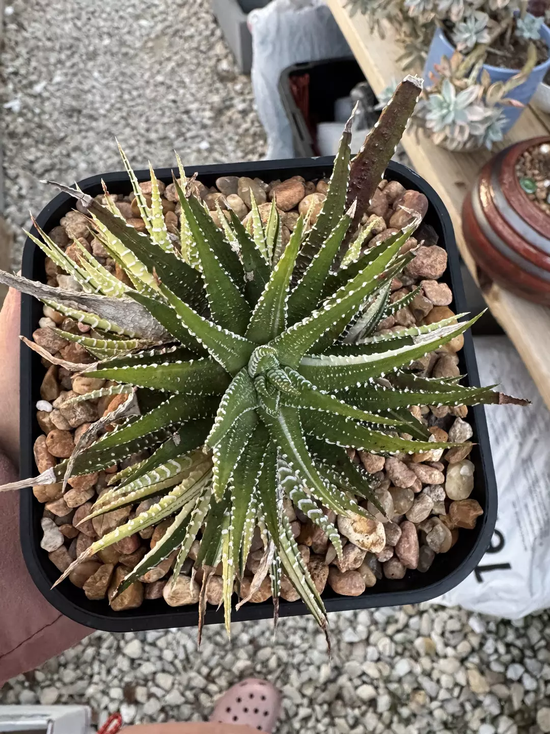 Hawarthia  thumbnail