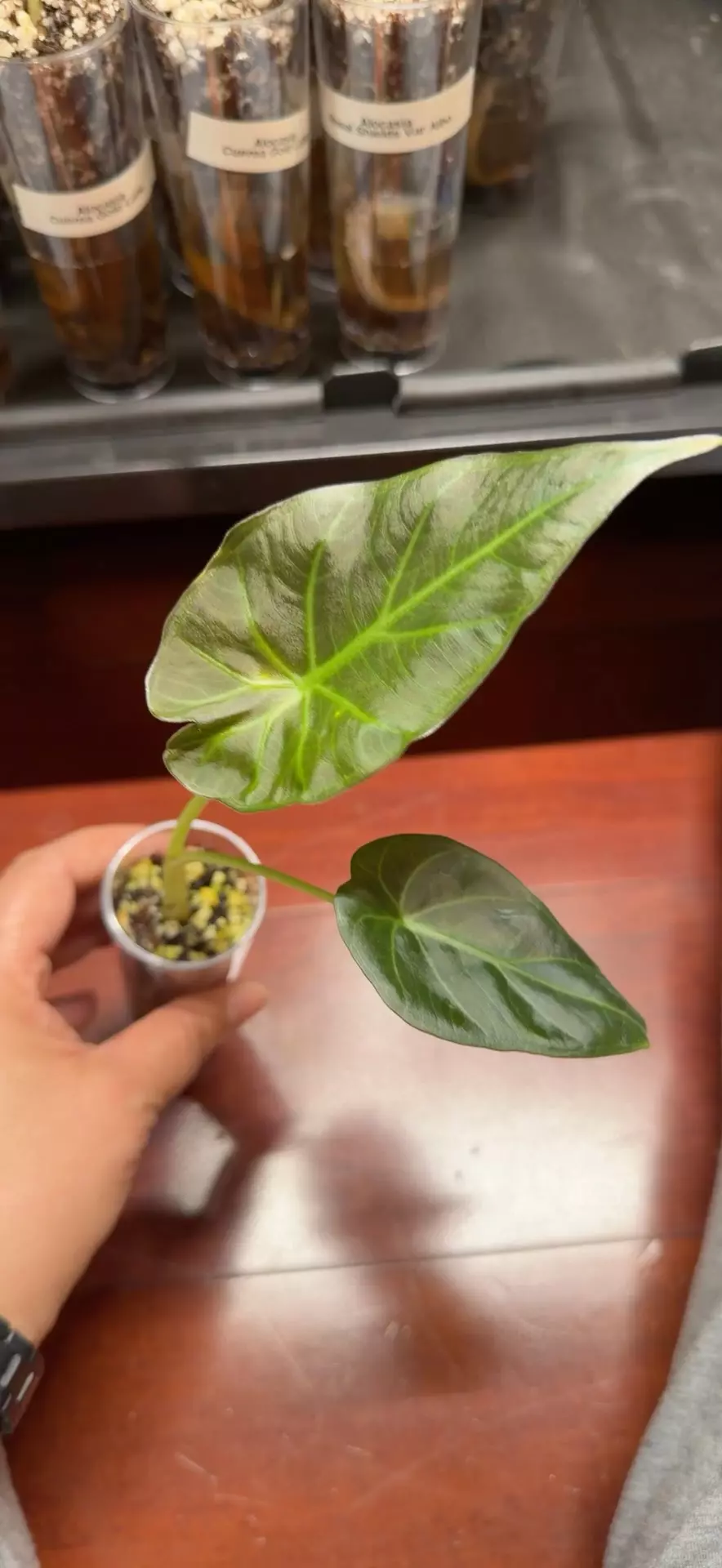 Regal Shield pup from corm thumbnail