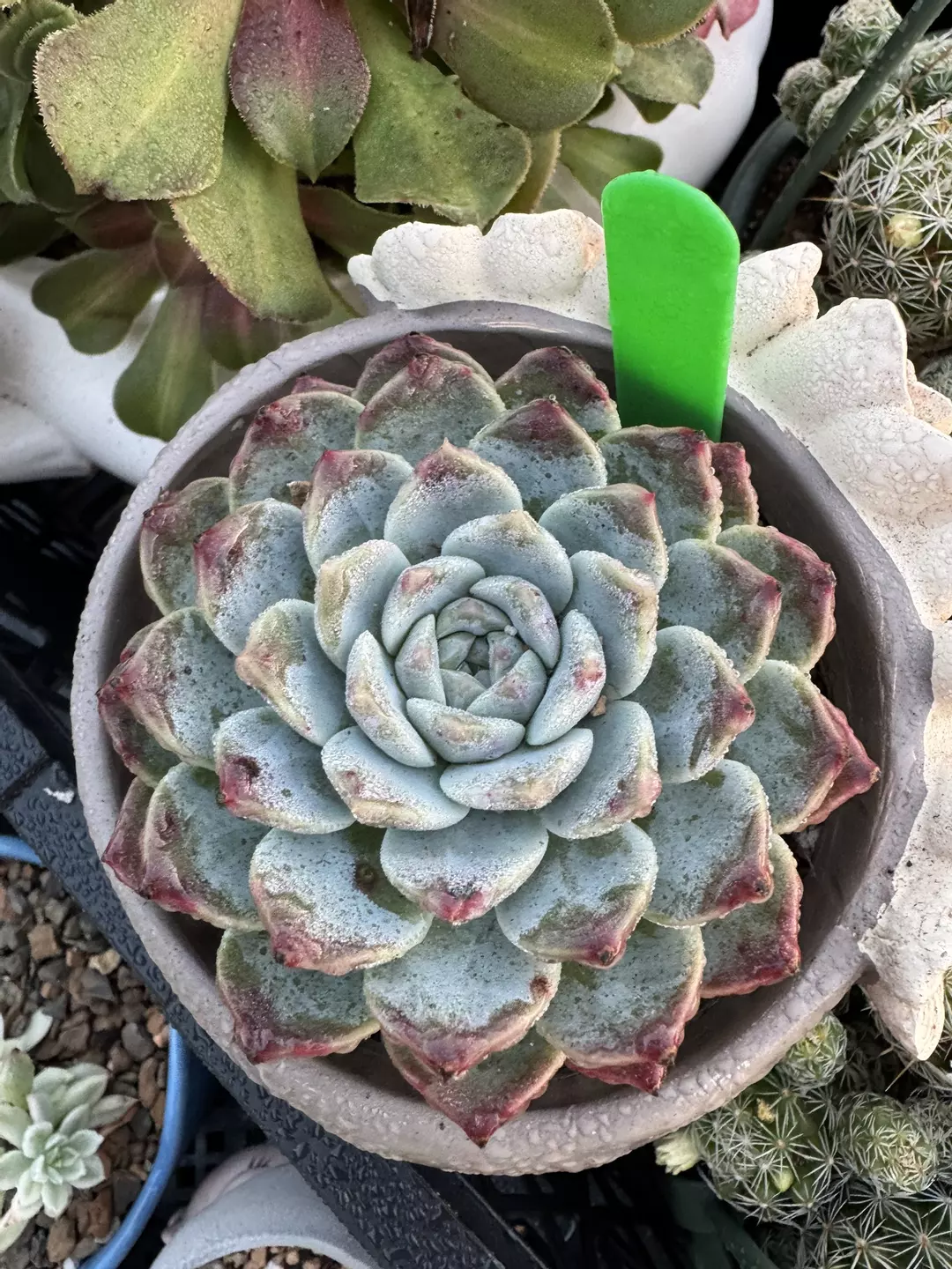 Imported Echeveria thumbnail