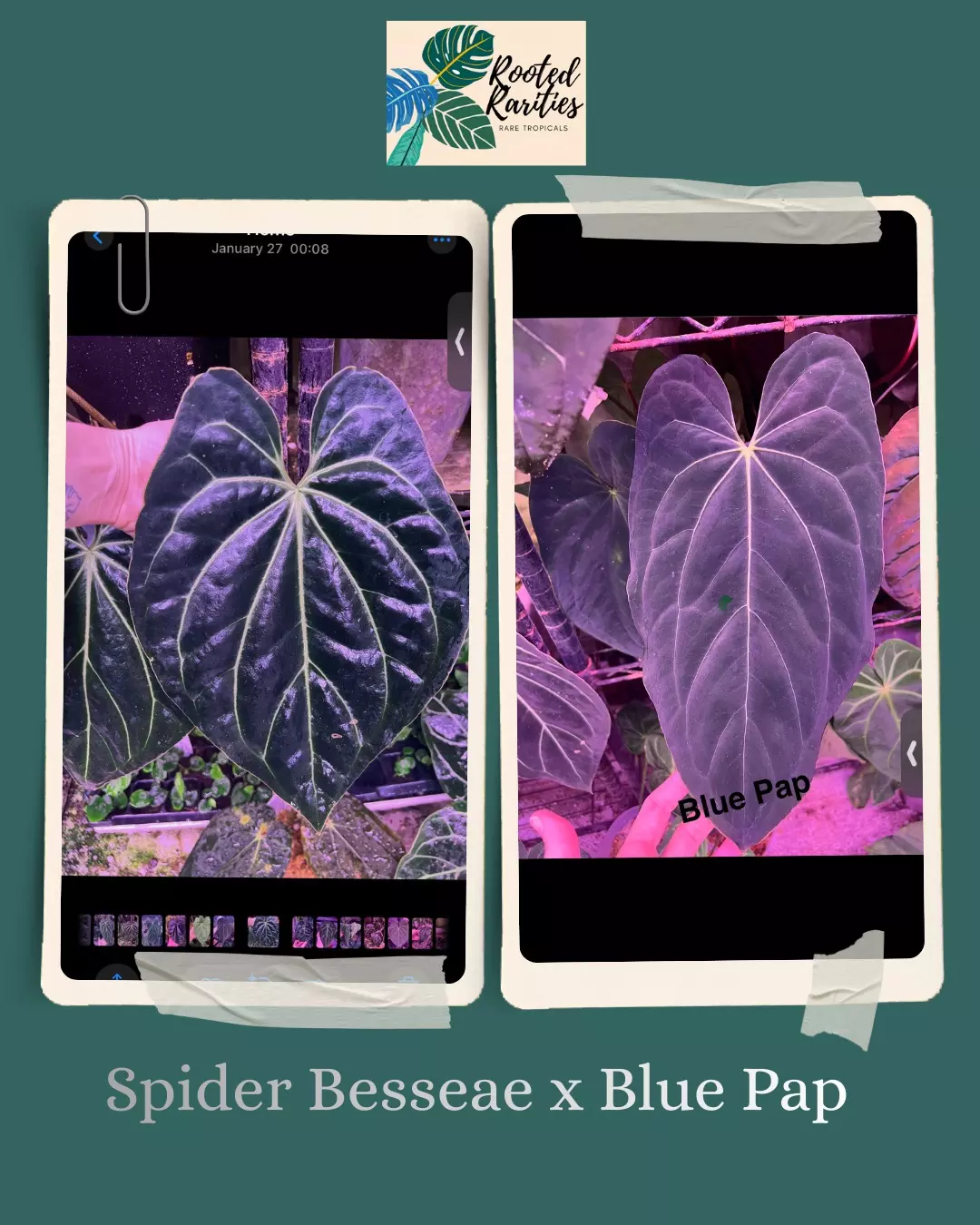 Bulk (10) Spider Bess x Blue Pap batch thumbnail