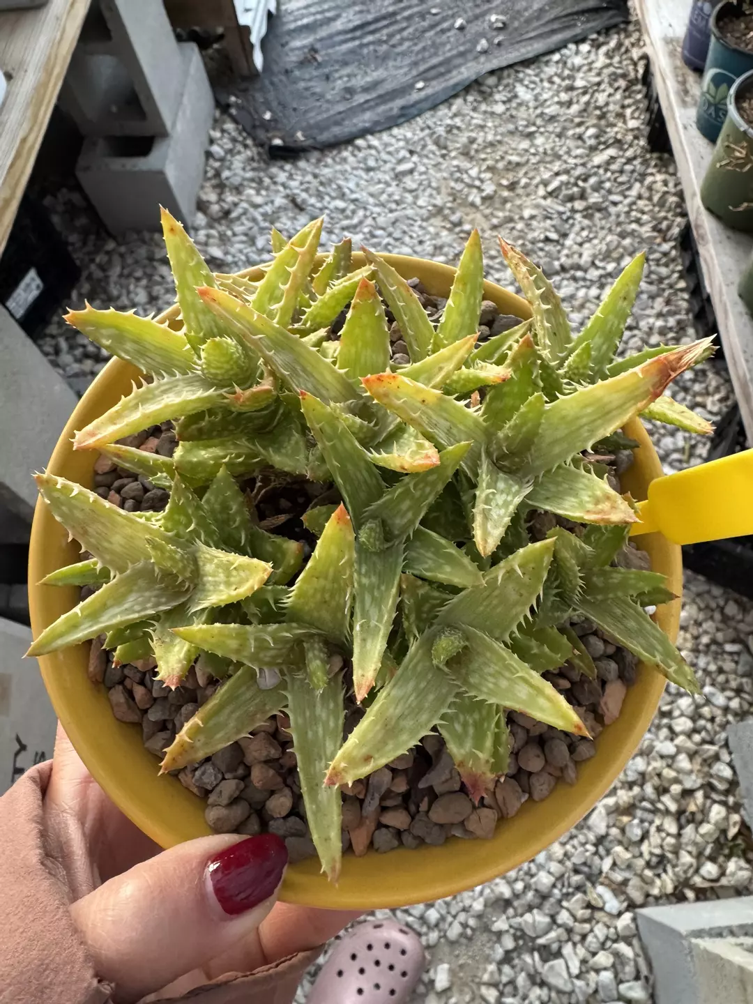Aloe cluster  thumbnail