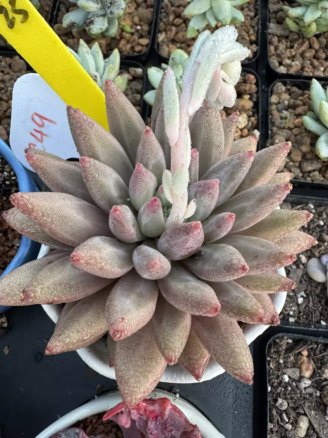 Imported Echeveria thumbnail