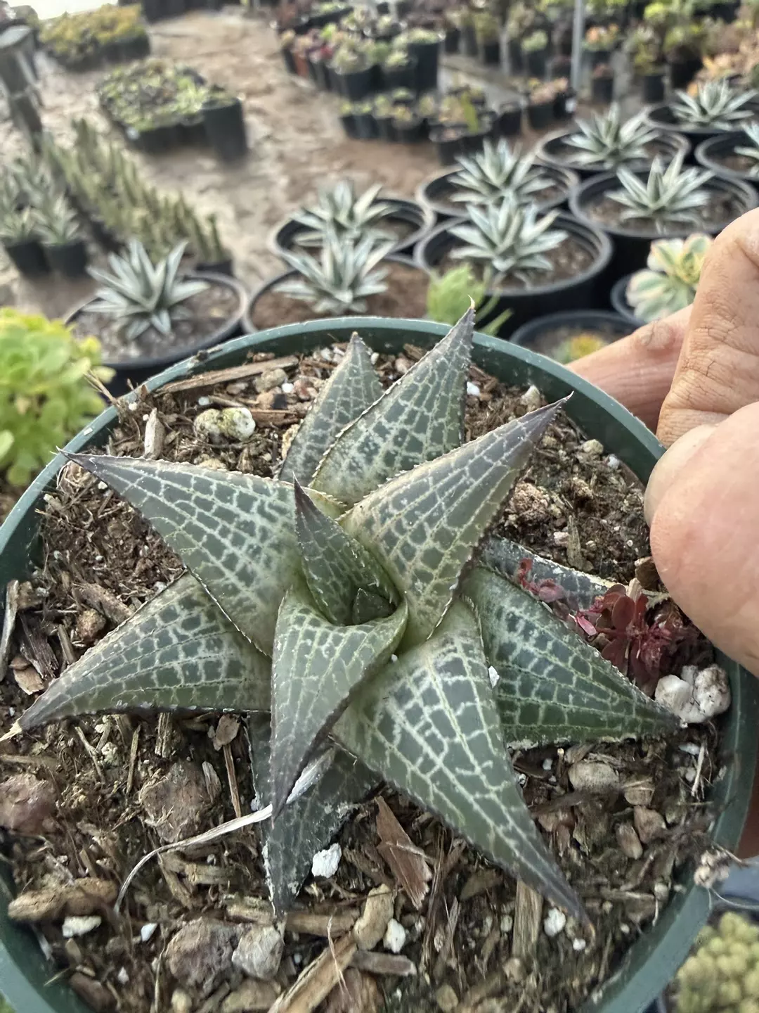 Haworthia Aligator thumbnail