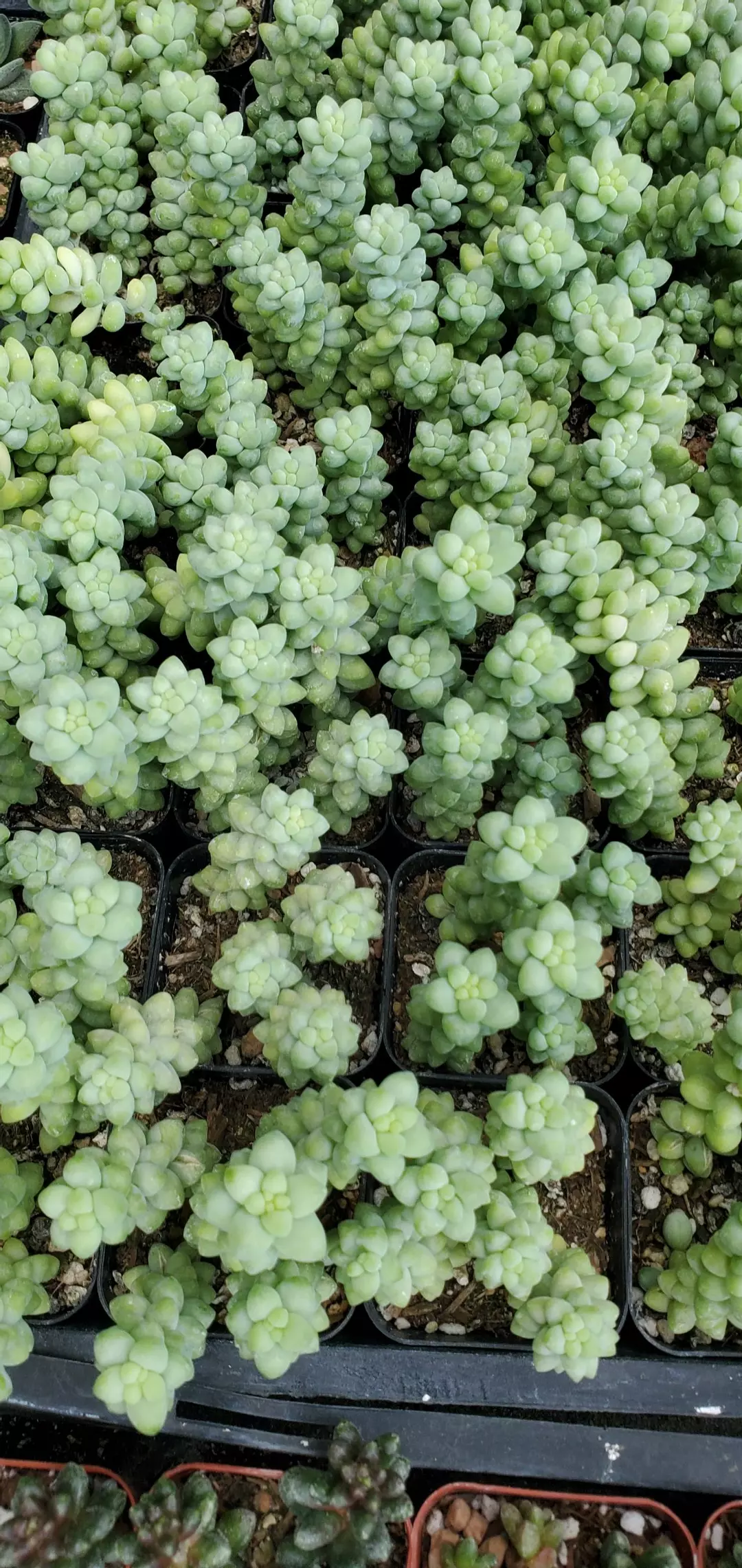 2 inch Sedum Burrito ($2.5) from @RootedinParadise