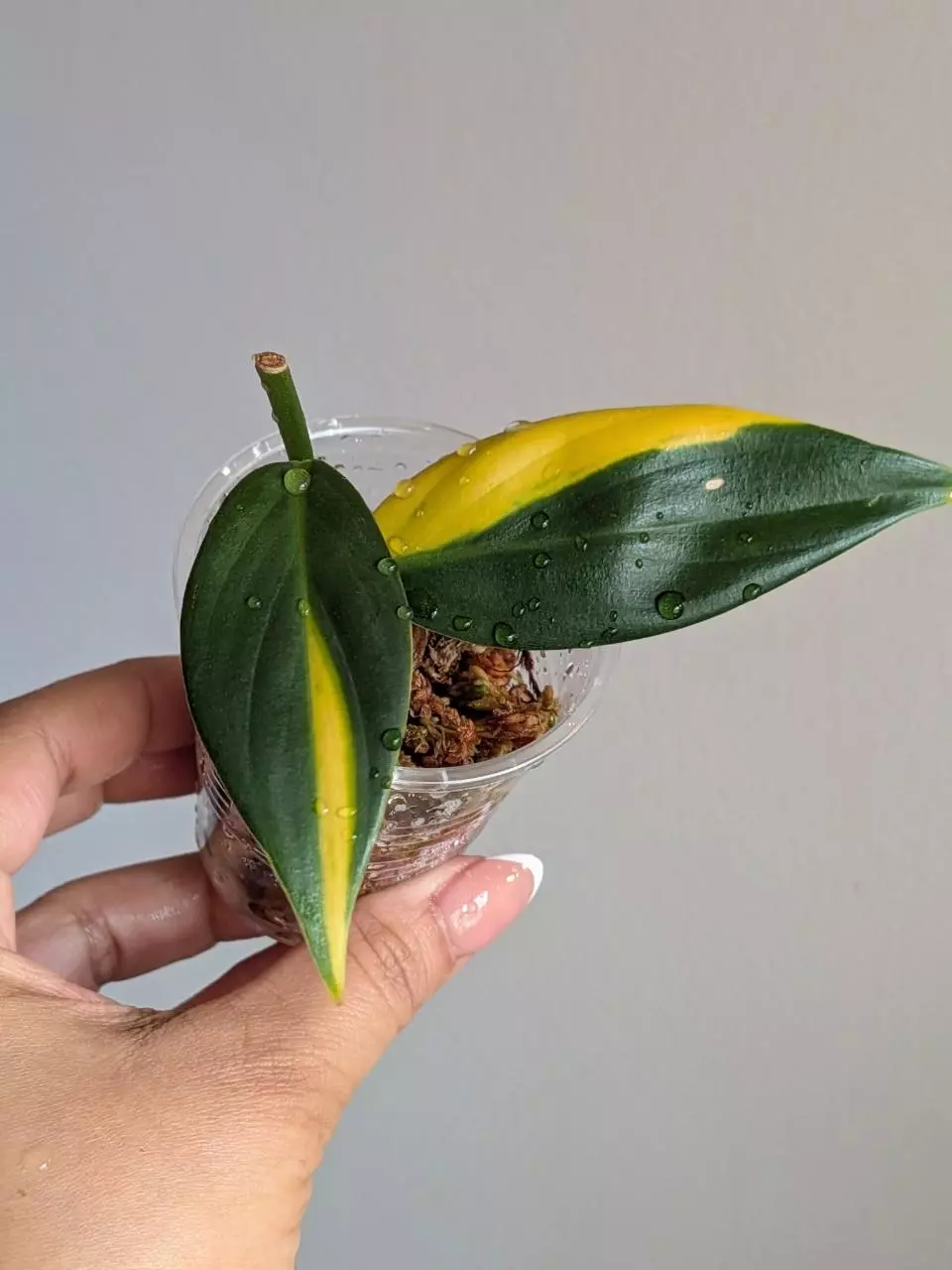 Scindapsus Coriaceus thumbnail