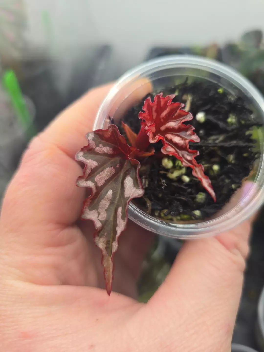 Begonia irian jaya - rooted with new growth point thumbnail