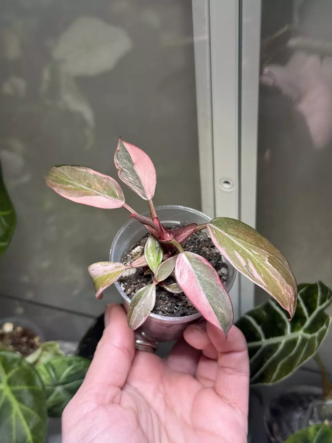 Pink Princess Mutation - 2 plants in 1 thumbnail