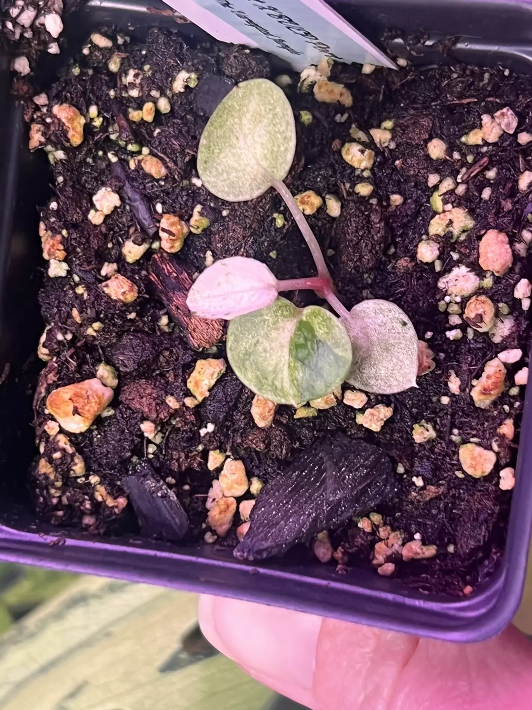 Variegated Dress Port X BVEP Port 😍 thumbnail