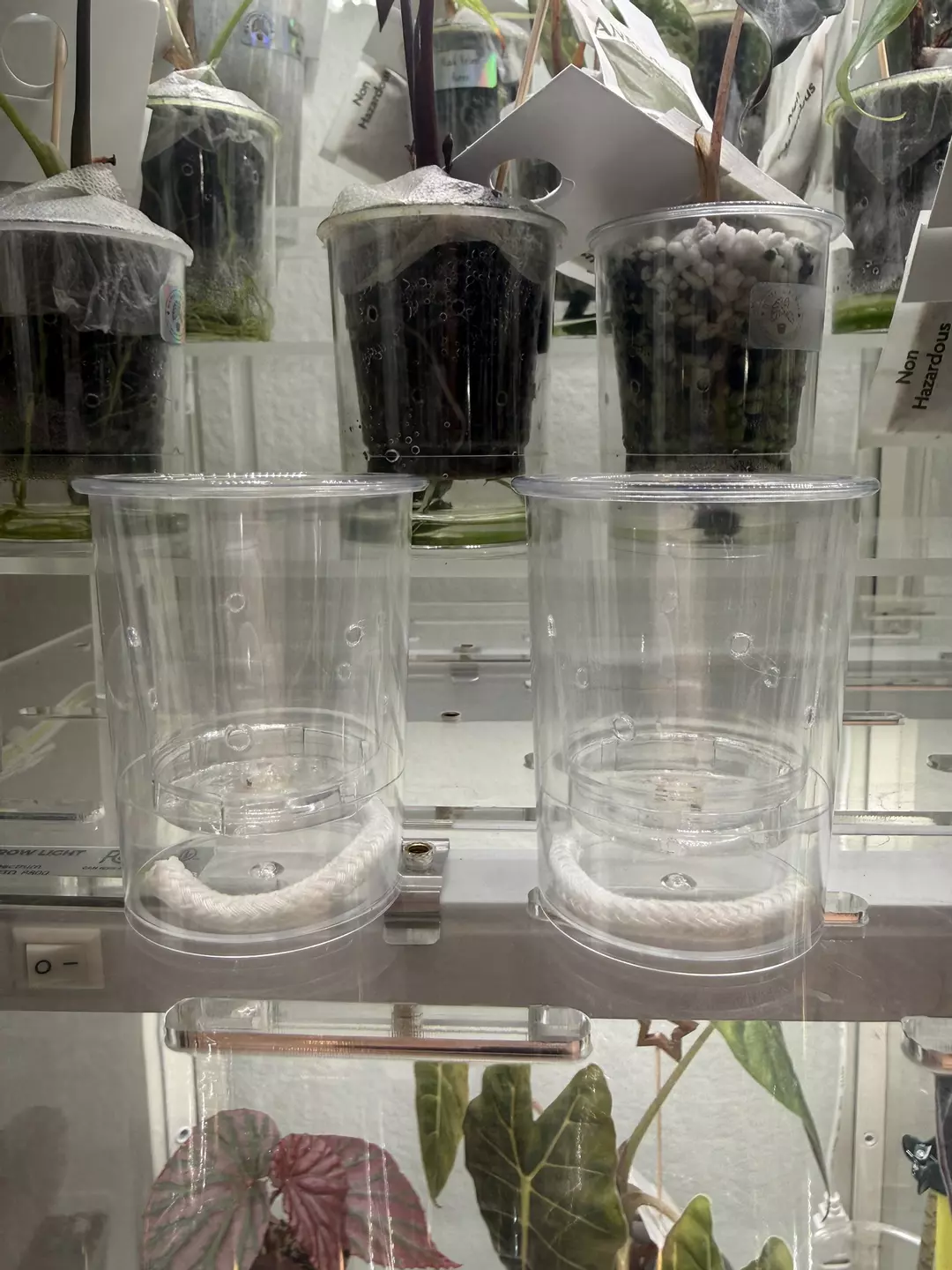 (2 count) 2 oz. Self-watering Cups thumbnail