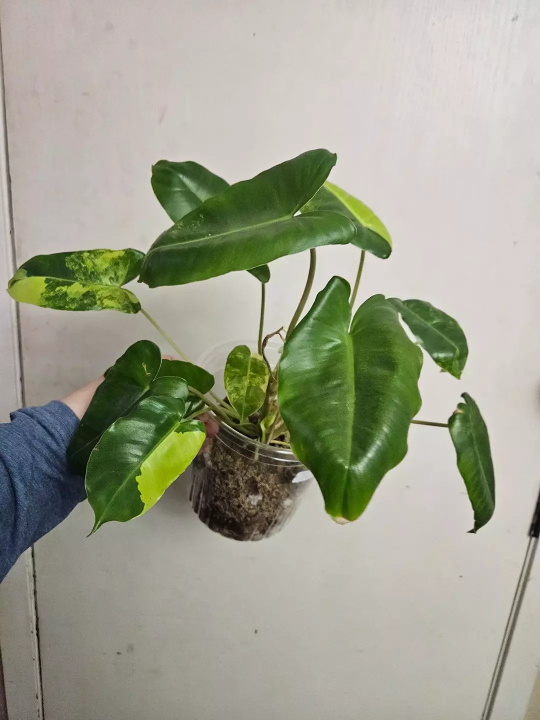 Philodendron Burle Marx thumbnail