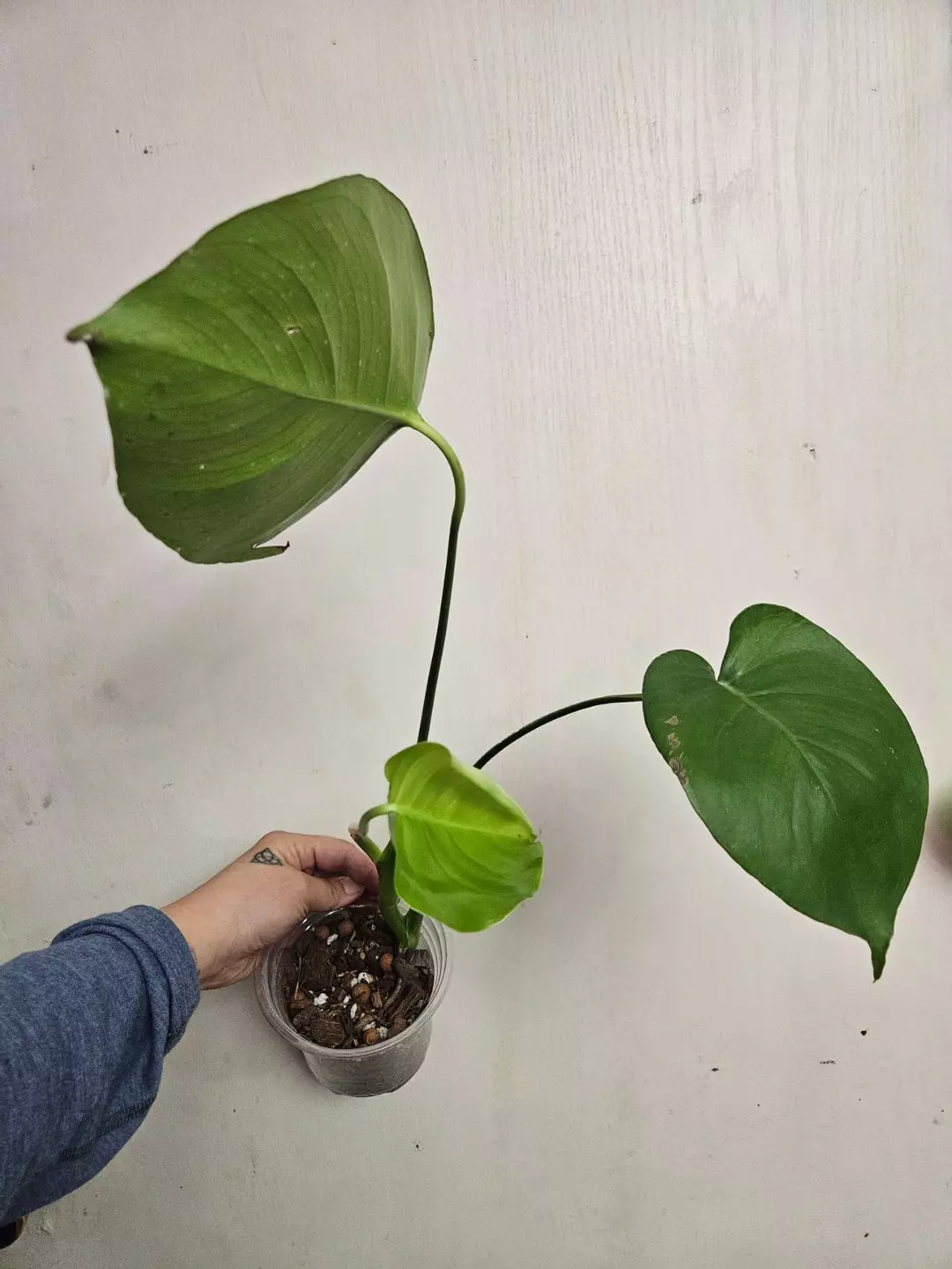 Monstera Deliciosa thumbnail