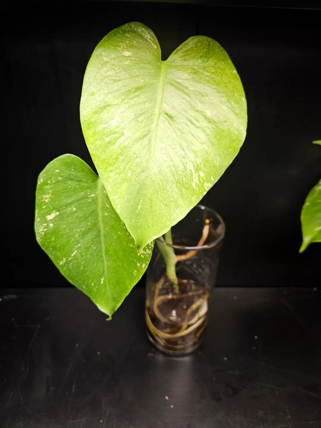 Monstera Mint thumbnail