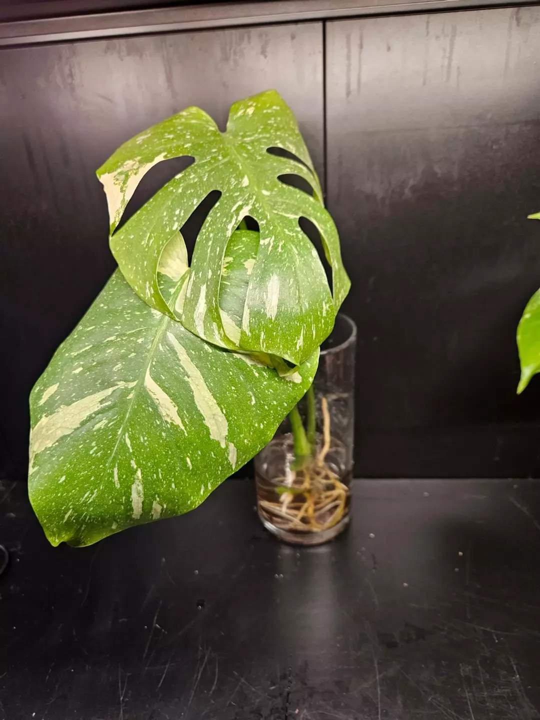 Monstera Thai Constellation thumbnail