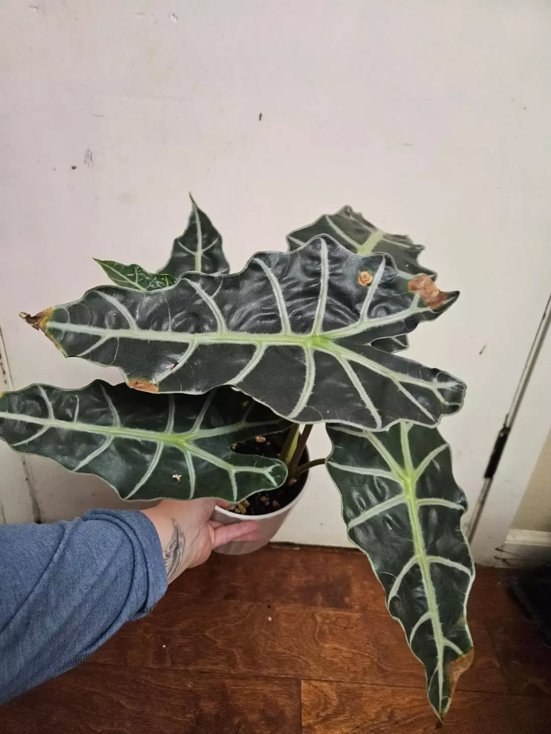 Alocasia Polly thumbnail