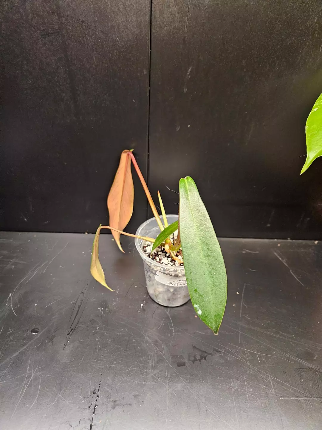Philodendron Joepii thumbnail