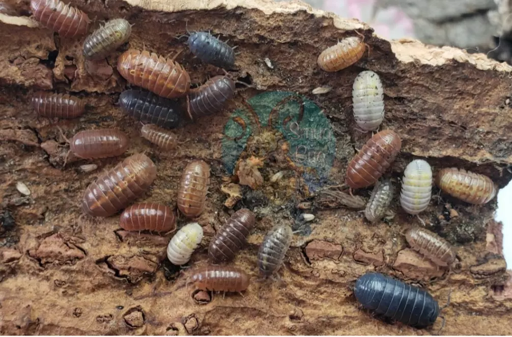 Gem Mix Isopods 10 ct. thumbnail