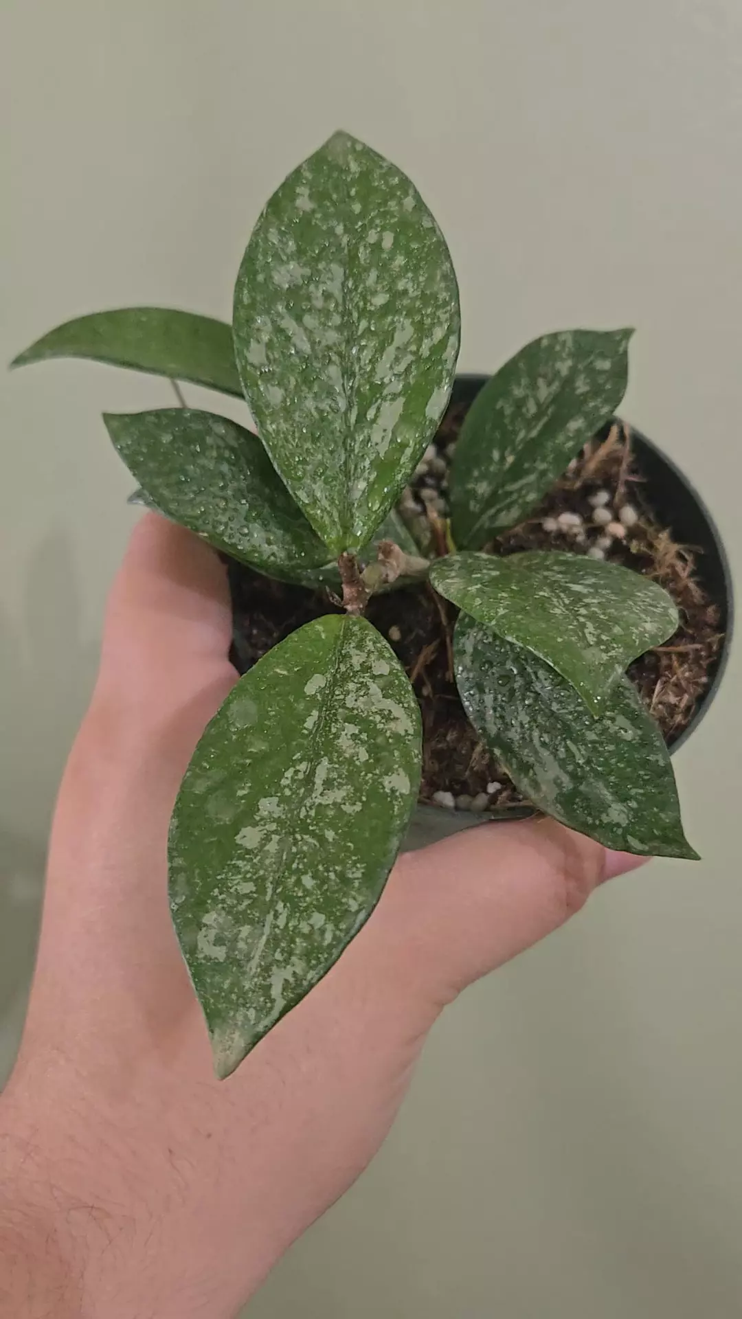 Hoya Carnosa Splash thumbnail