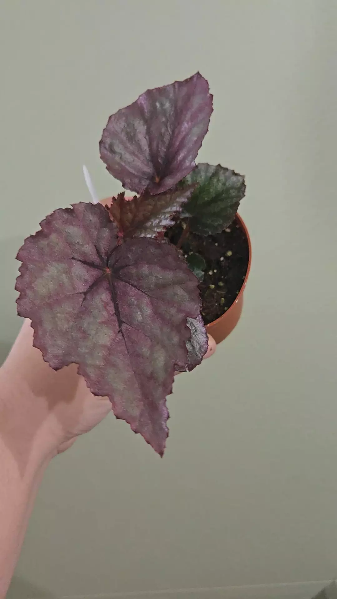 Begonia Oteka thumbnail