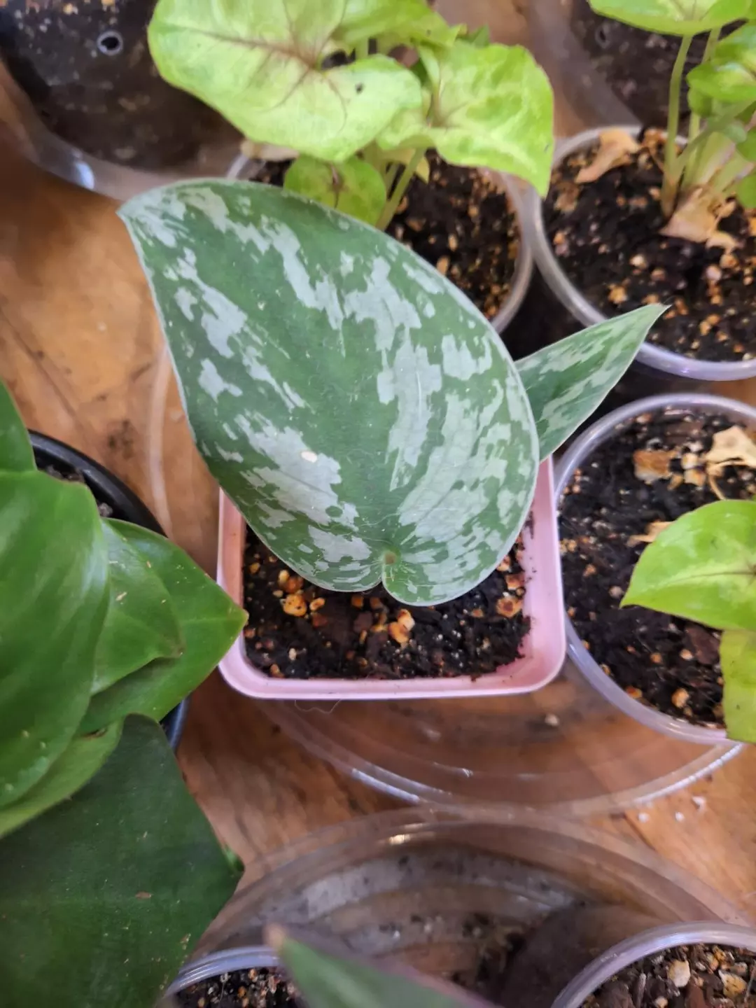 Scinap exotica cutting thumbnail
