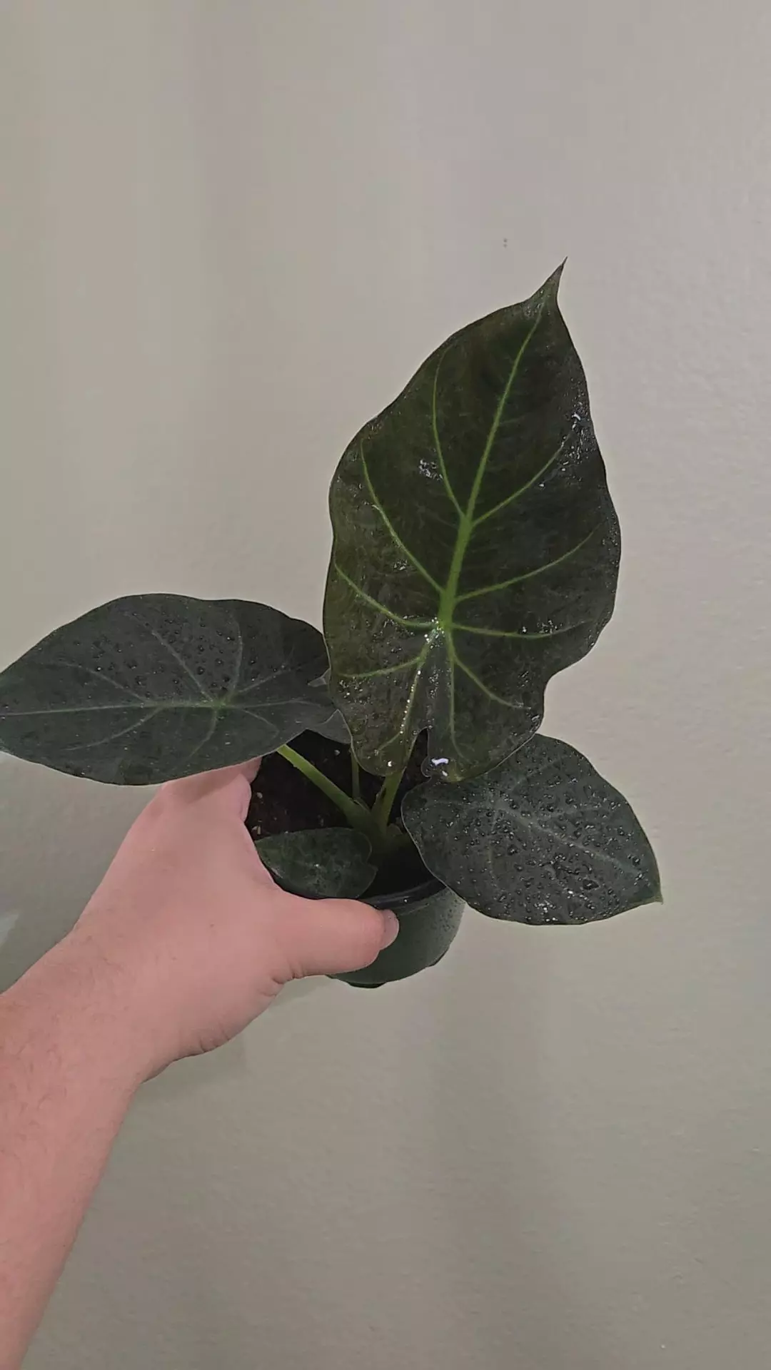 Alocasia Regal Shields thumbnail