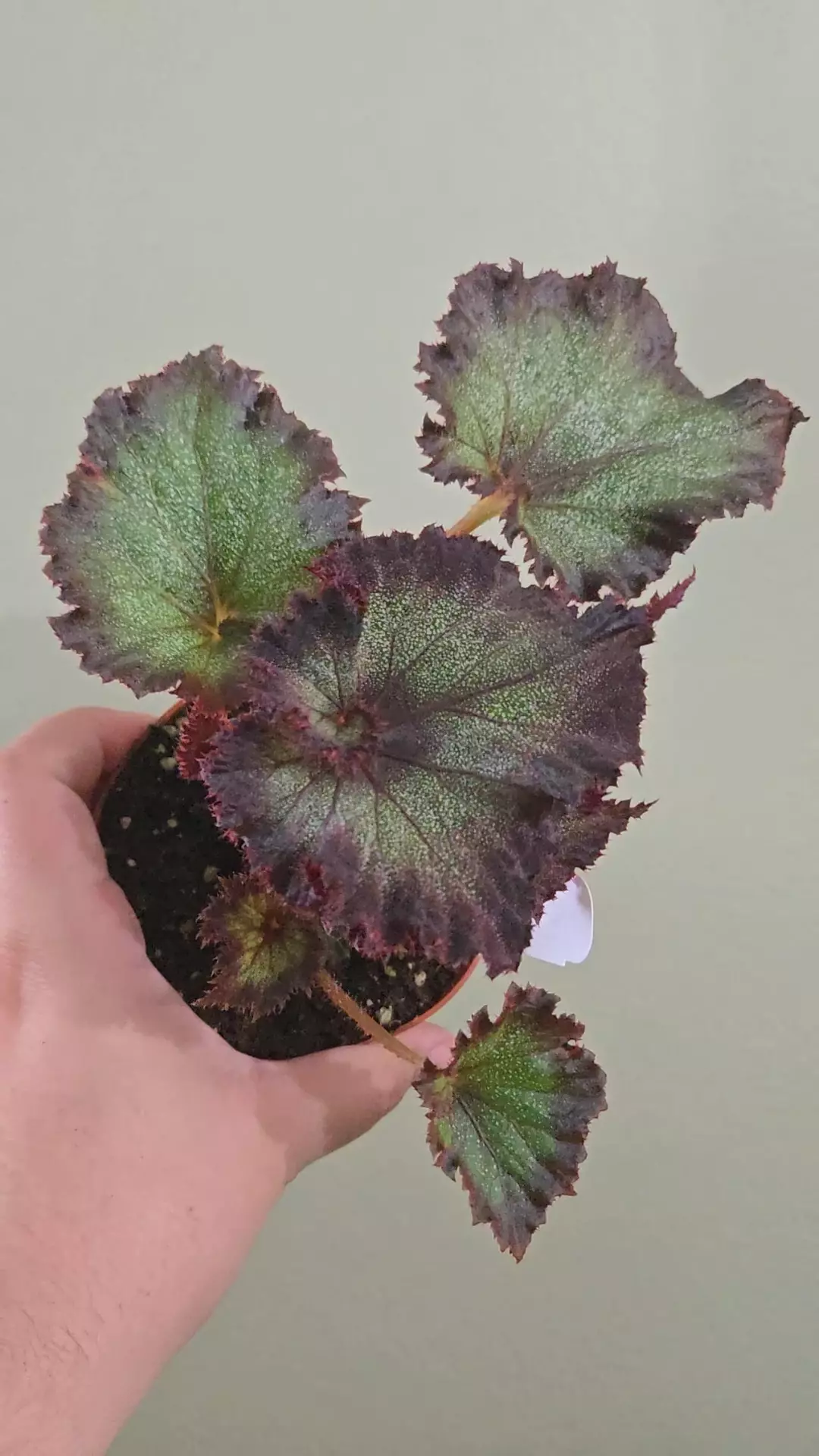 Begonia Dark Edge thumbnail