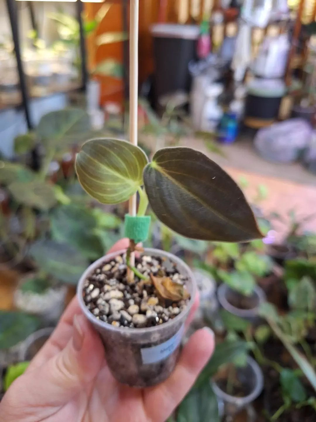 Philodendron melo thumbnail