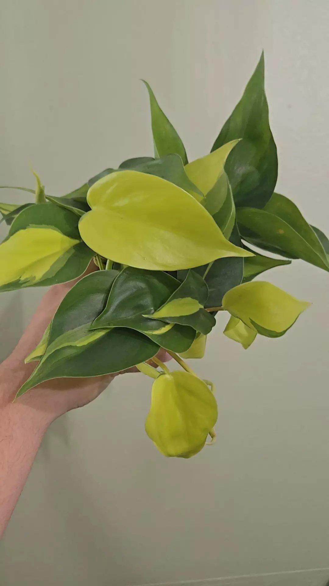 Philo Brasil thumbnail