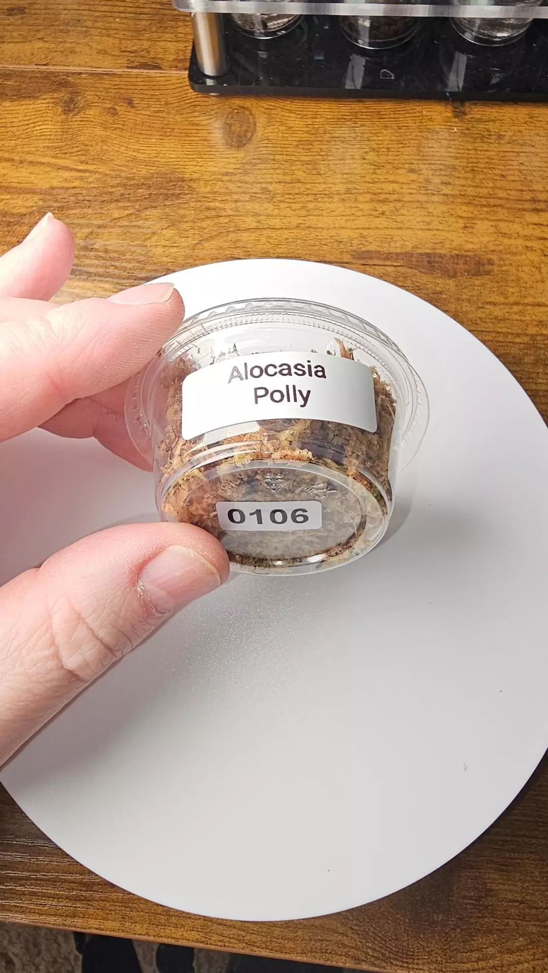0106 Alocasia Polly Corm thumbnail