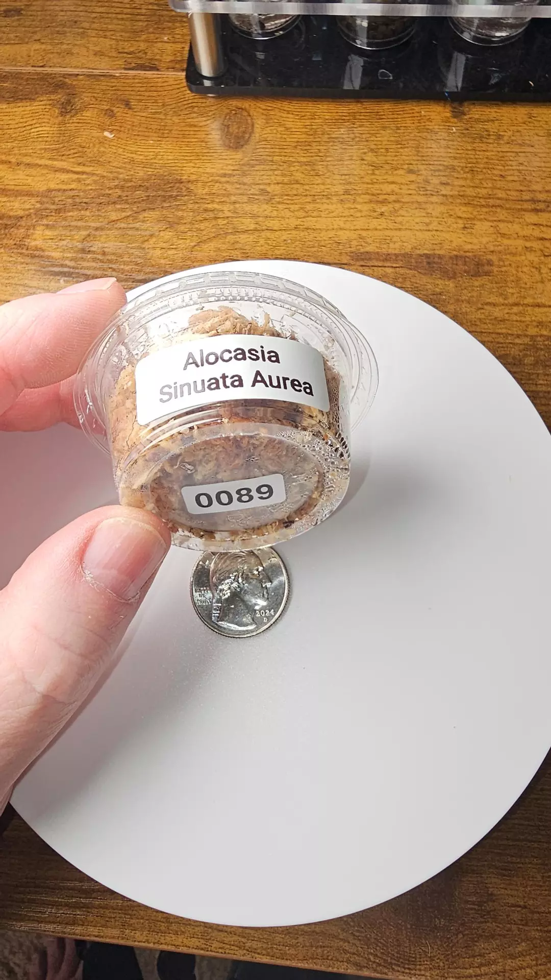 0089 Alocasia Sinuata Aurea Corm thumbnail