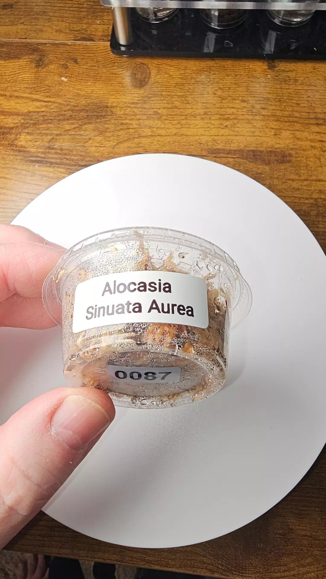 0087 Alocasia Sinuata Aurea Corm thumbnail