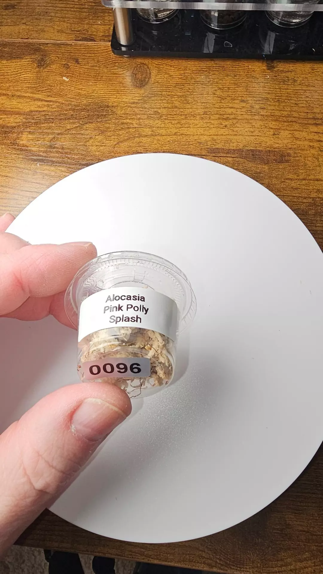 0096 Alocasia Pink Polly Splash Corm thumbnail