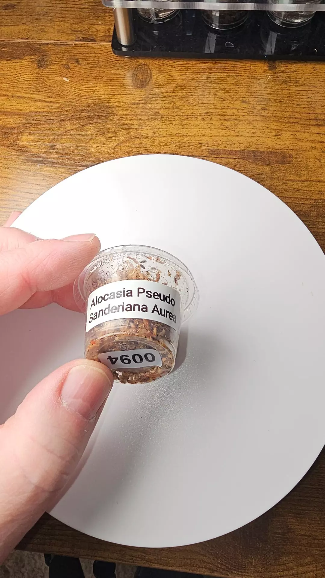 0094 Alocasia Pseudo Sanderiana Aurea Corm thumbnail